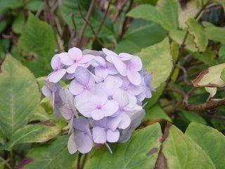 Photo d'une fleur d'hortensia, en plein mois de décembre à Bruxelles